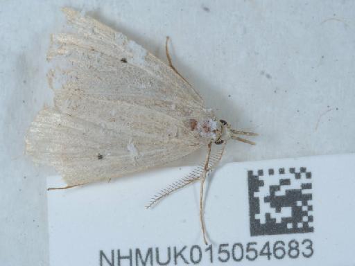 Macrochilo cribrumalis ab. basilineata Lempke, 1947 - 015054683_1
