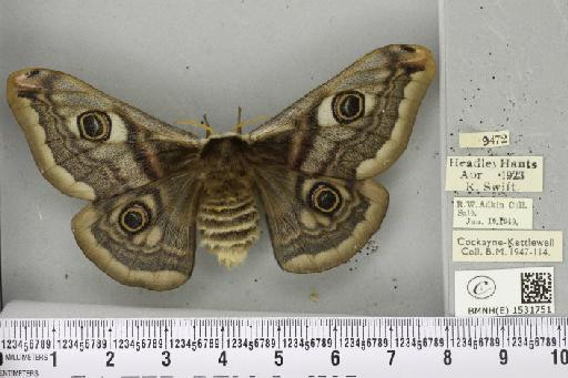 Saturnia pavonia (Linnaeus, 1758) - BMNHE_1531751_203880