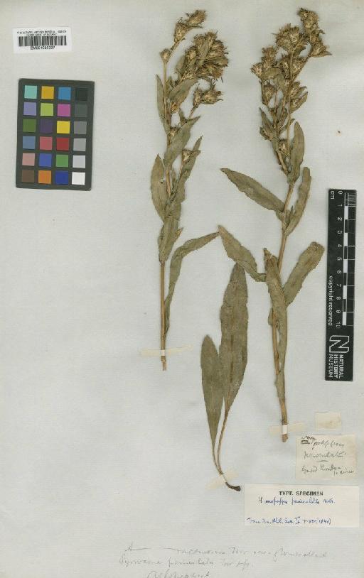 Haplopappus racemosus subsp.  glomeratus (Nutt.) H.M.Hall - BM001025337