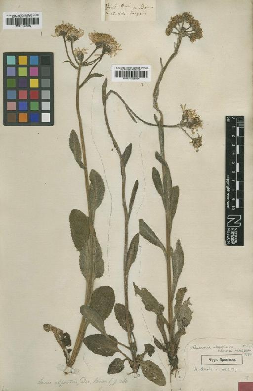 Senecio ovirensis subsp. ovirensis DC. - BM001025993