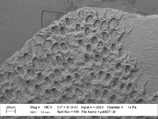 Iyarispora chiass Martha et al., 2019 - PI BZ 8060 - Iyarispora chiass