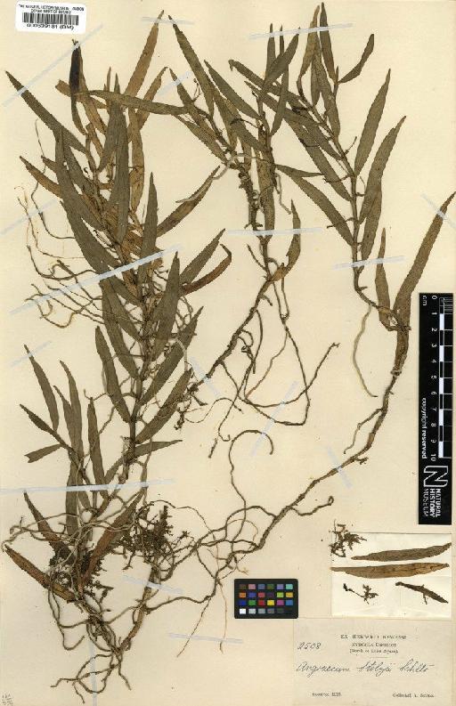 Angraecum stolzii Schltr. - BM000539181