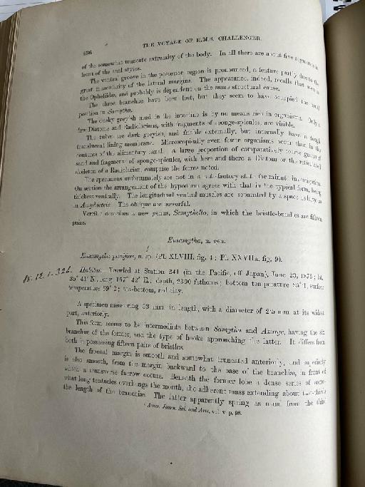 Sabellaria giardi McIntosh, 1885 - Challenger Polychaete Scans of Book 273