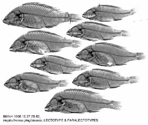 Haplochromis plagiotaenia Regan, 1922 - BMNH 1908.10.27.76-82, Haplochromis plagiotaenia, LECTOTYPE & PARALECTOTYPES, Radiograph