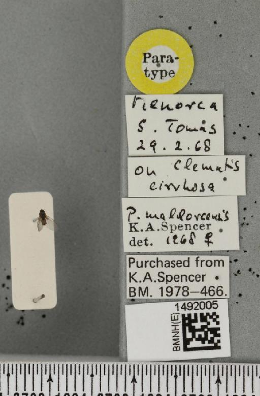 Phytomyza mallorecensis Spencer, 1969 - BMNHE_1492005_label_53705