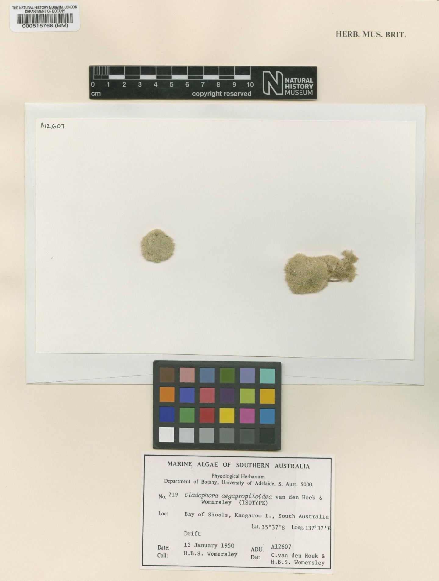 To NHMUK collection (Cladophora aegagropiloidea C.Hoek & Womersley; Type; NHMUK:ecatalogue:4830131)