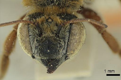 Megachile rubricata Smith, F., 1853 - 969501 Megachile rubricata type face