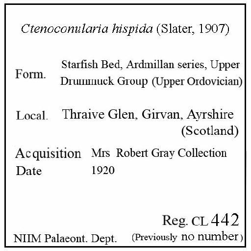 Ctenoconularia hispida (Slater, 1907) - CL 442. Ctenoconularia hispida (label)