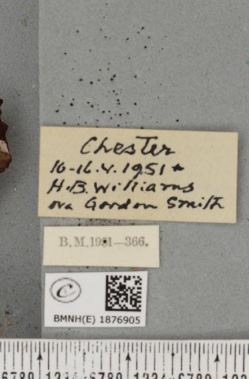 Selenia tetralunaria ab. nigrescens Cockayne, 1949 - BMNHE_1876905_label_449329