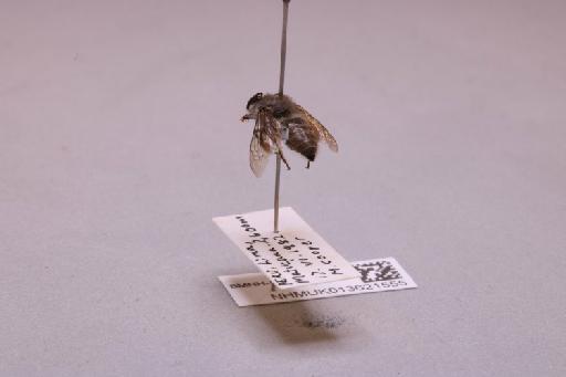 Colletes Latreille, 1802 - 013621555_additional_2