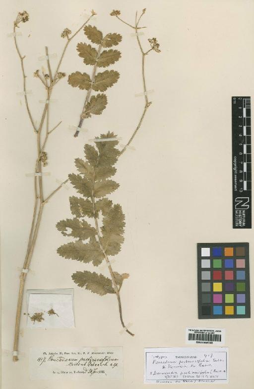 Peucedanum pastinacaefolium Hausskn - BM000885388