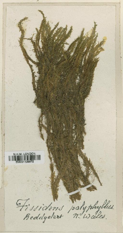 Fissidens polyphyllus Wilson ex Bruch, Schimp. & W.Gümbel - BM001109972