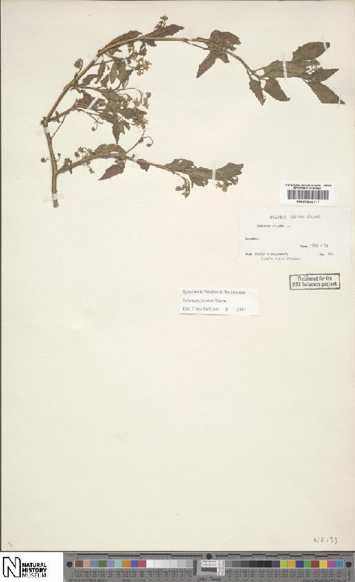 Solanum nigrum L. - BM000846717