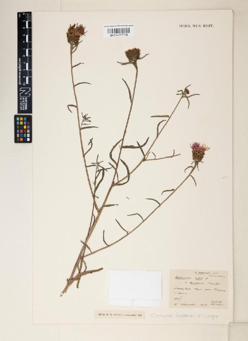 Centaurea debeauxii Gren. & Godr. × C. nigra L. - 014621738
