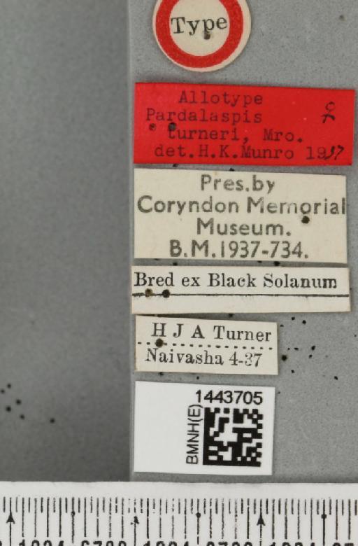 Ceratitis (Ceratalaspis) turneri (Munro, 1937) - BMNHE_1443705_label_43813