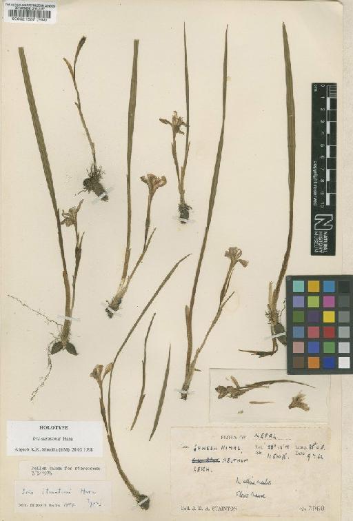 Iris staintonii Hara - BM000521507