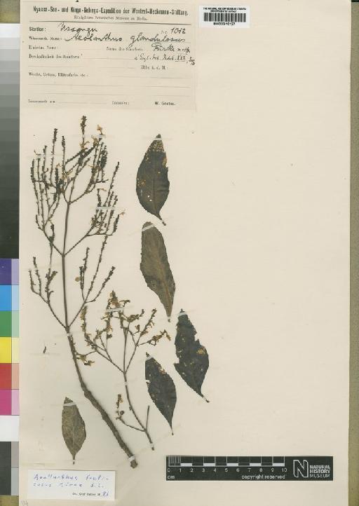 Aeollanthus fruticosus Gürke - BM000910127