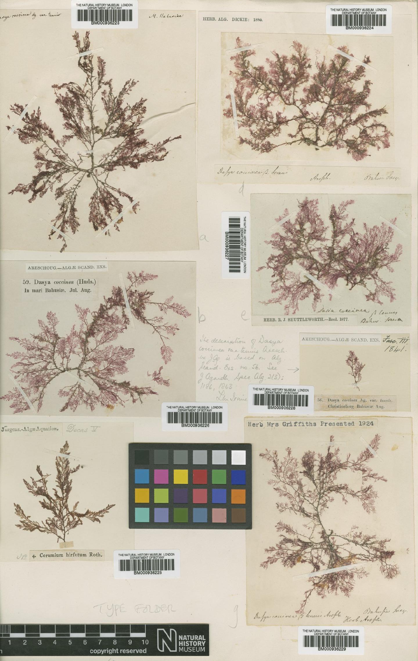 To NHMUK collection (Heterosiphonia plumosa (J.Ellis) Batters; Isotype; NHMUK:ecatalogue:437639)