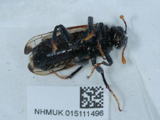 Cimbex femoratus (Linnaeus, 1758) - 015111496_3