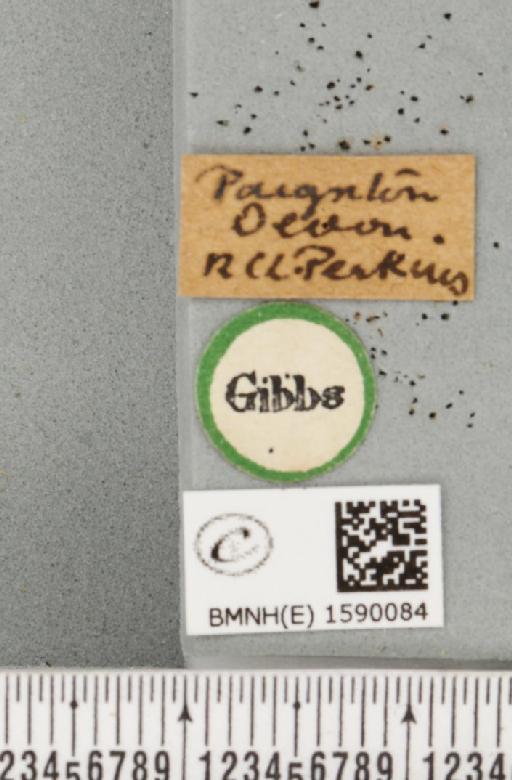 Idaea fuscovenosa (Goeze, 1781) - BMNHE_1590084_label_297359