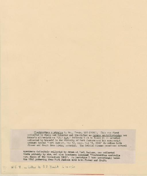 Plectranthus parviflorus Willd. - BM001125631_a