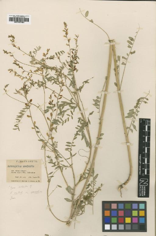 Astragalus scalaris Watson - BM000931690