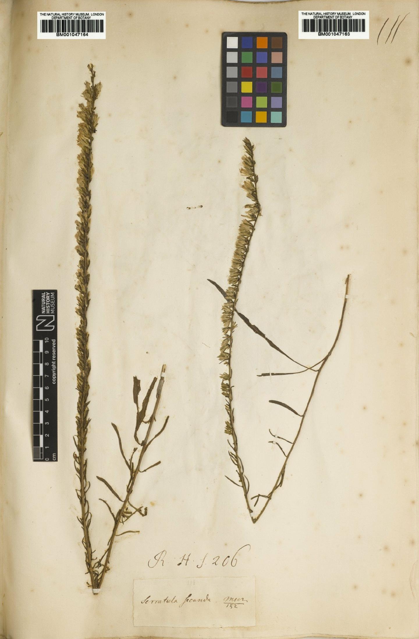 To NHMUK collection (Liatris secunda Elliott; NHMUK:ecatalogue:2738513)