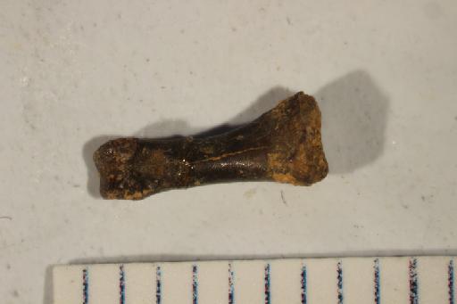 Oligokyphus Hennig, 1922 - NHMUK PV R 38858