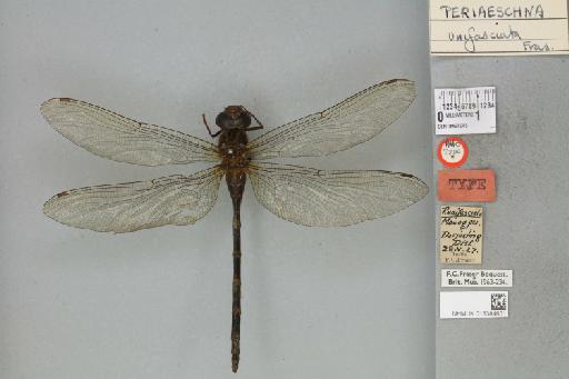 Periaeschna unifasciata Fraser, 1935 - 013384601_dorsal