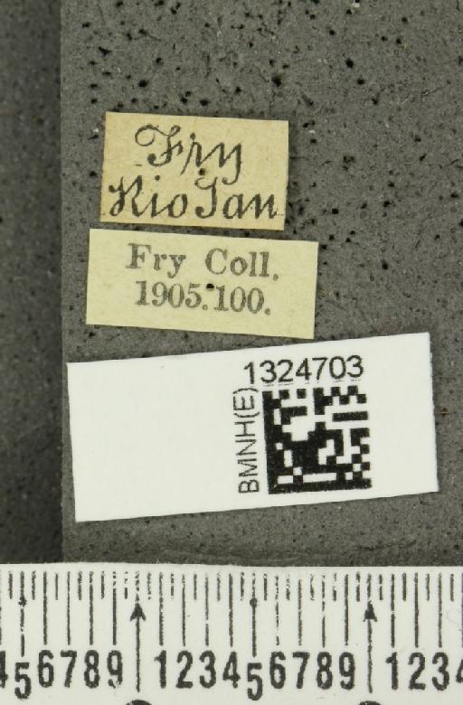 Paranapiacaba bistrigata (Gahan, 1891) - BMNHE_1324703_label_22061