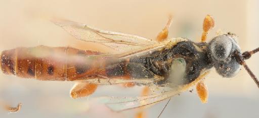 Lampronota semirufa Desvignes, 1856 - 010884920_Lampronota_semirufa_holotype_dorsal