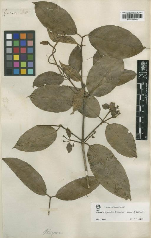 Posoqueria gracilis (Rudge) Roem. & Schult. - BM001008908