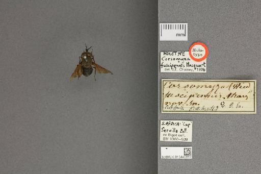 Corsomyza fuscipennis Macquart, 1840 - 013445812_labels_dorsal