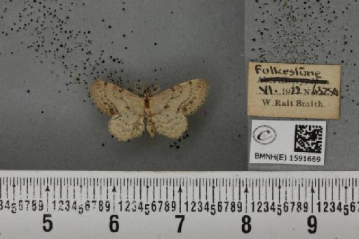 Idaea dimidiata ab. nigrocilliata Chalmers-Hunt, 1961 - BMNHE_1591669_264594