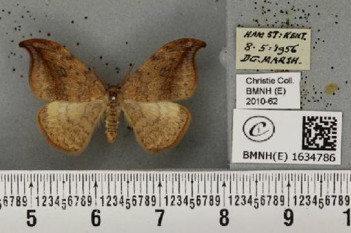 Drepana falcataria (Linnaeus, 1758) - BMNHE_1634786_201156