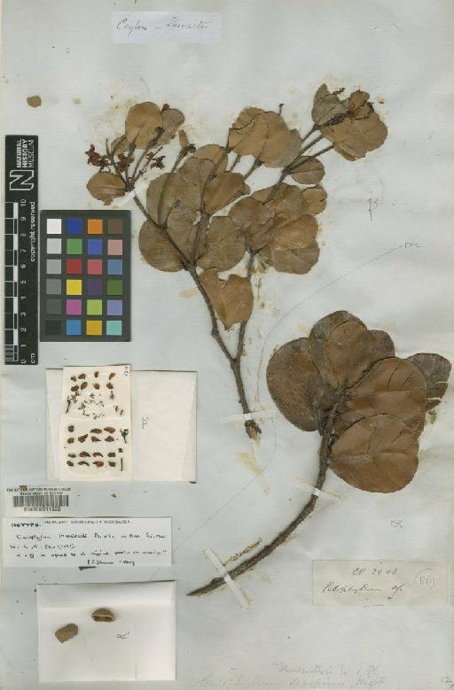 Calophyllum thwaitesii Planch. & Triana - BM000611323