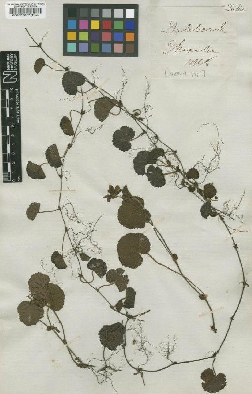 Rubus calycinus Wall. ex D.Don - BM000522037