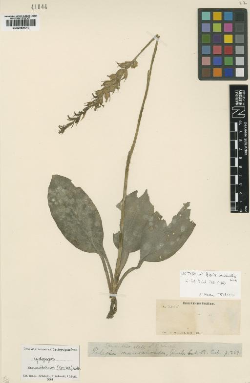 Cyclopogon cranichoides (Griseb.) Schltr. - BM000839040_2