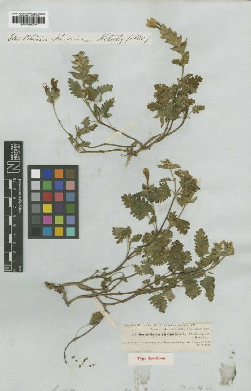 Scutellaria orientalis subsp. virens (Boiss. & Kotschy) J.R.Edm. - BM000950444
