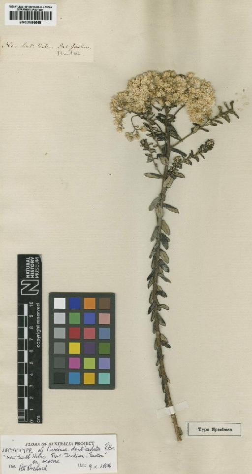 Cassinia denticulata R.Br. - BM000895558