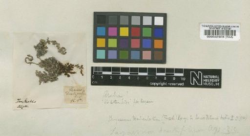 Sargassum dentifolium (Turner) C.Agardh - BM000562939