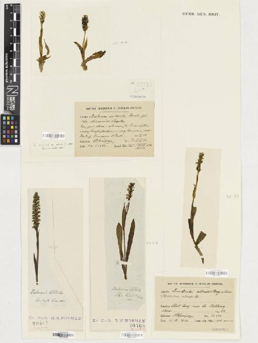 Pseudorchis albida (L.) Á.Löve & D.Löve - BM001164589