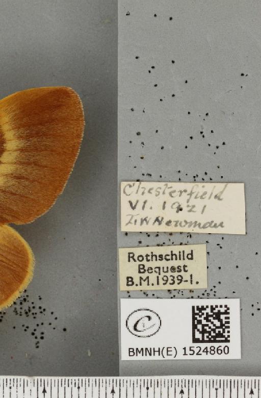 Lasiocampa quercus callunae ab. brunnea-virgata Tutt, 1902 - BMNHE_1524860_label_193517