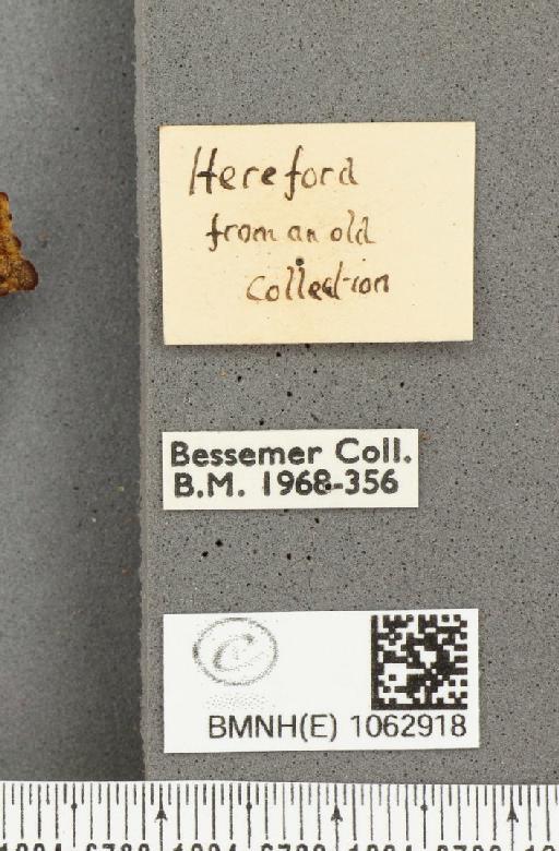 Polygonia c-album (Linnaeus, 1758) - BMNHE_1062918_label_23868