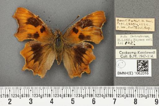 Polygonia c-album ab. suffusa Frohawk, 1938 - BMNHE_1062016_22858