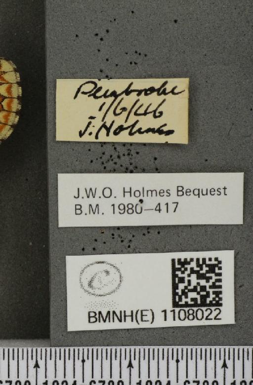 Euphydryas aurinia (Rottemburg, 1775) - BMNHE_1108022_label_22342