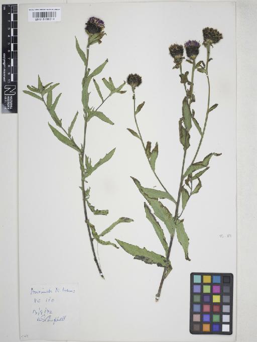 Centaurea nigra L. - 015158014