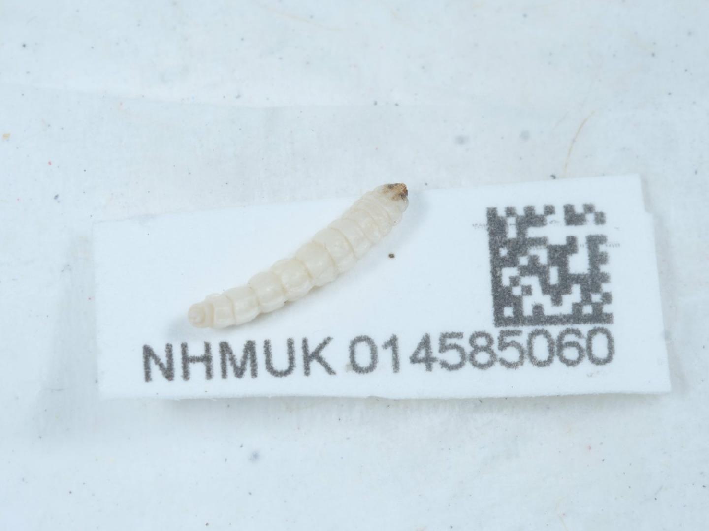 Eriocrania unimaculella