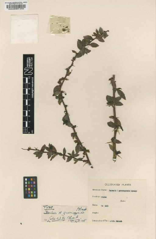 Berberis × guernseyensis Ahrendt - BM000559360