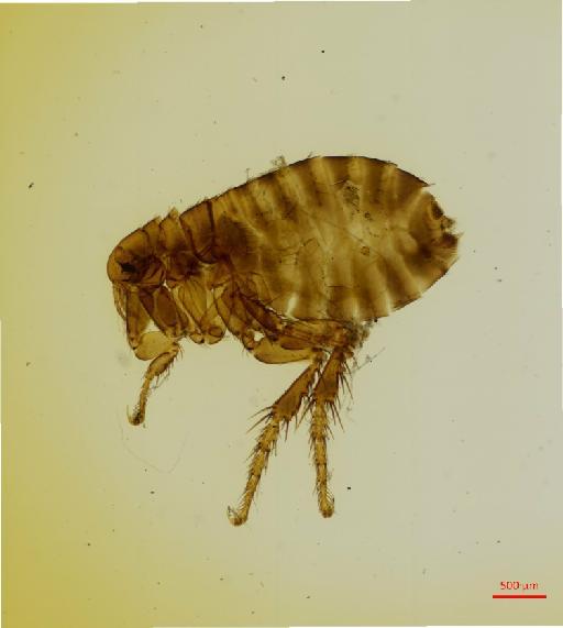 Rhopalopsyllus lugubris cryptoctenes Enderlein, 1912 - 010179150_specimen